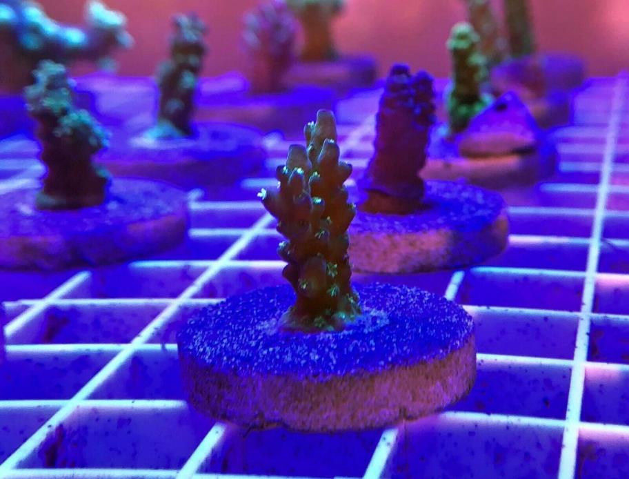 Live Purple and Green Acropora SPS Coral Frag (Saltwater)