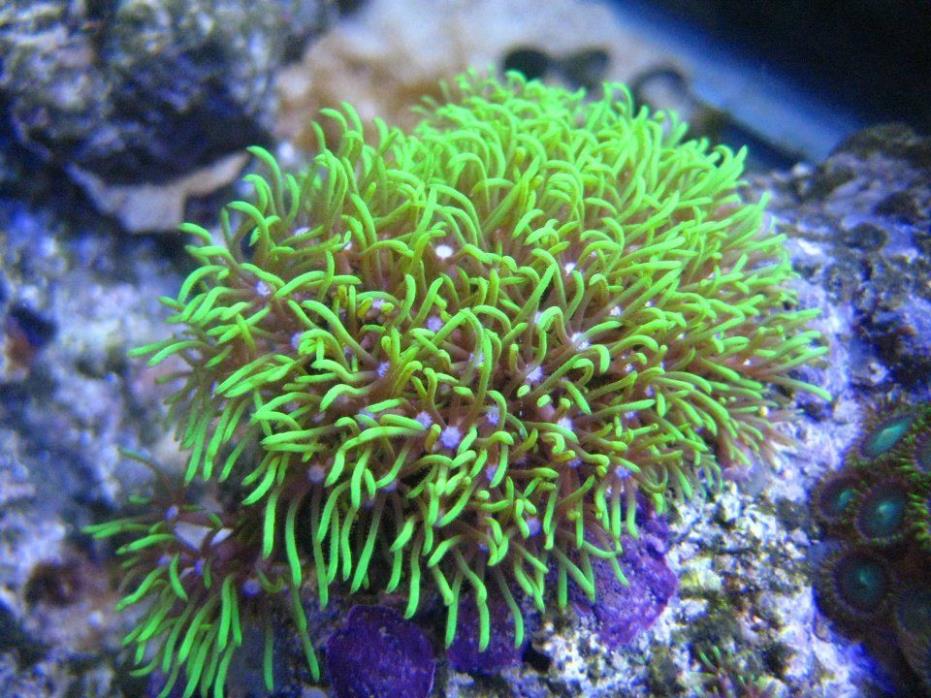 Live Green Star Polyp Coral Frag Saltwater Marine GSP Polyps Reef FREE SHIPPING