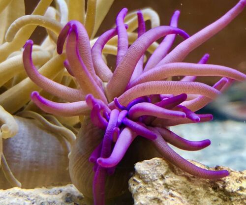LIVE! NEW! 2 CAYMAN GIANT ANEMONES marine saltwater fish aquarium coral