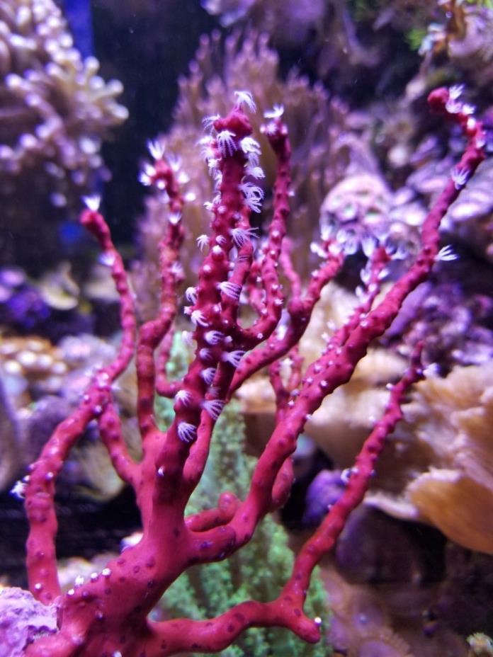 Live Red Finger Gorgonian Frag Marine Coral Reef Saltwater FREE SHIPPING