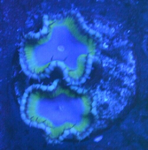 KJ'S GRANDIS PALY ZOANTHIND CORAL FREE COMBINED SHIPPING ZOA ZOA KJ CORALS