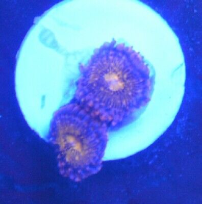 KJ'S PANDORA PALYS ZOANTHIDS FREE COMBINED SHIPPING CORAL ZOAS KJ CORALS