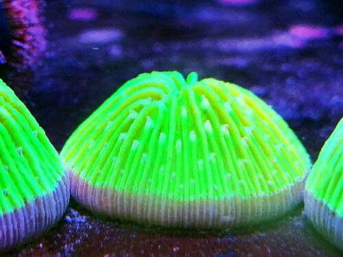 Coral Frag Nuclear Green Helmet Plate Nano LPS Unique 1.5” Dome Fungia Cyclo