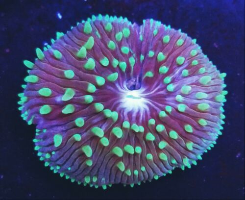 Mini Plate Coral (Live Coral Farg) Fungia Disk Mushroom Unique Hardy - WYSIWYG