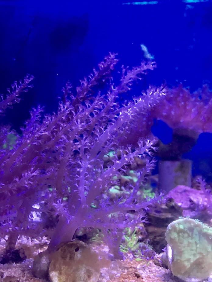 Kenya Tree Coral Live Coral .... Local Pick Up Only