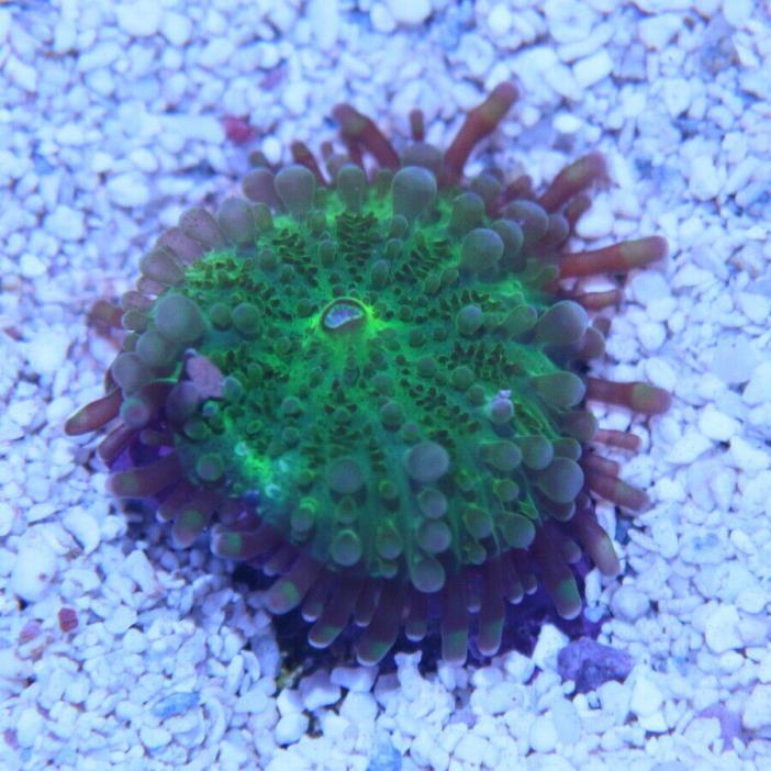 Rhodactis Mushroom WYSIWYG 256 - King Corals LPS SPS Polyp Acan
