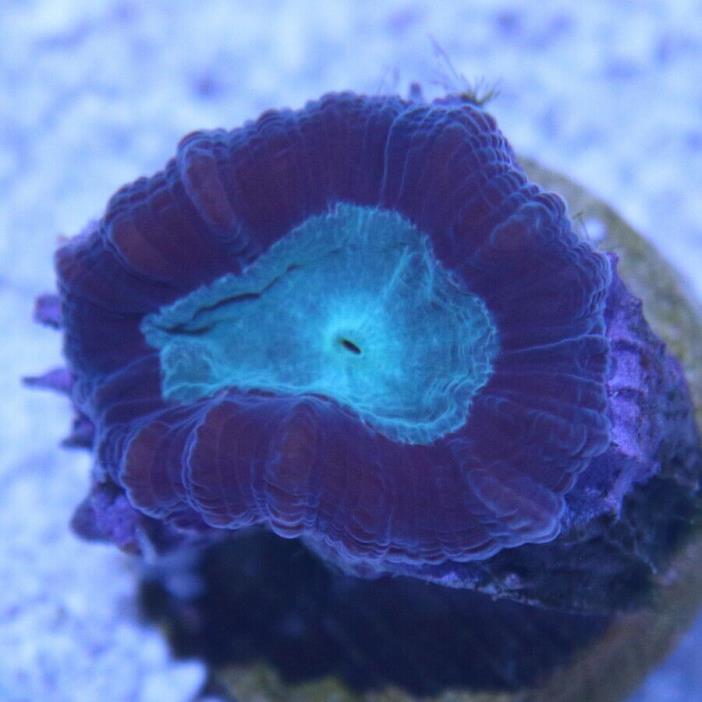 Candy Cane Coral, Green WYSIWYG 157 - King Corals LPS SPS Polyp Acan