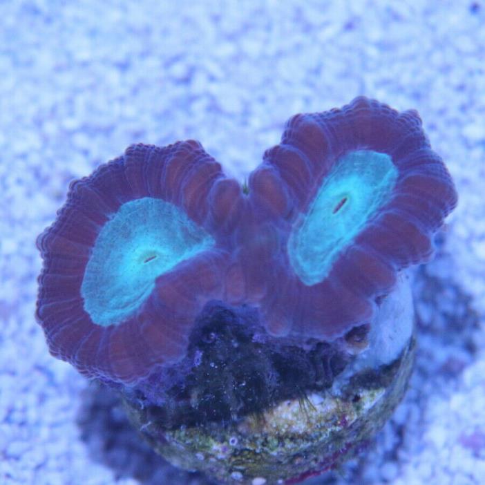 Candy Cane Coral, Green WYSIWYG 156 - King Corals LPS SPS Polyp Acan