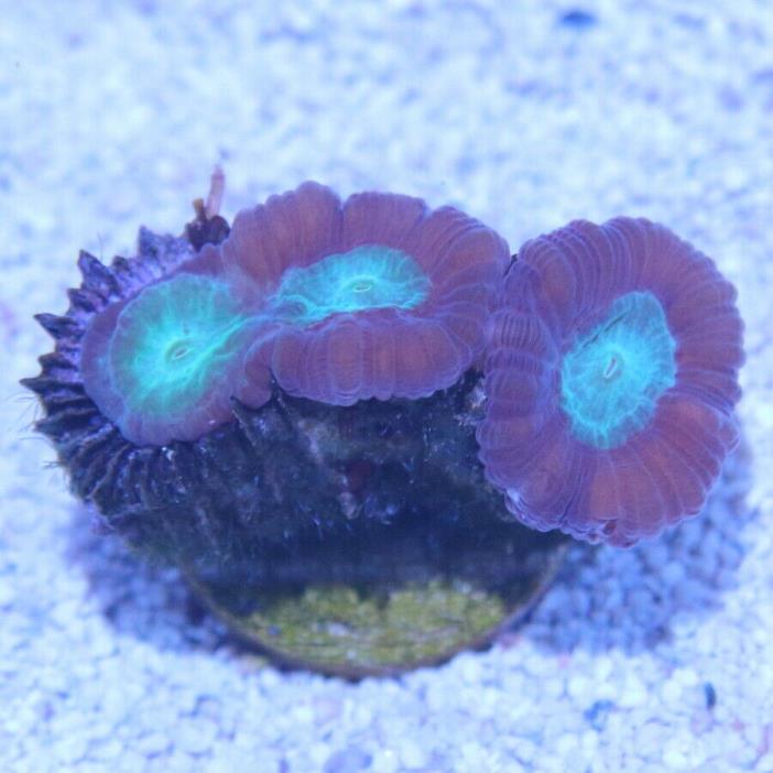 Candy Cane Coral, Green WYSIWYG 145 - King Corals LPS SPS Polyp Acan