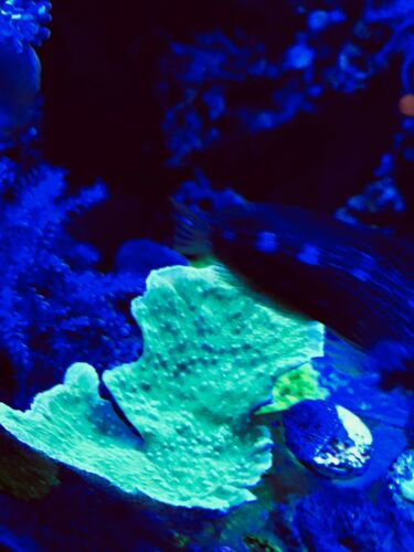 WYSIWYG Green Monti Cap MINI Colony | Live Coral Frags. Pick Up Only
