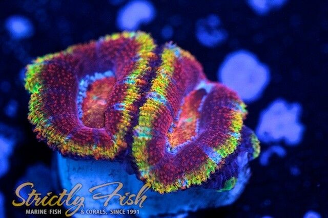 Strictly Fish SFM Magma Acan Live Coral