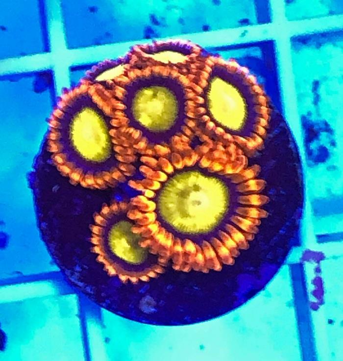 Live Mandarin Orange Zoanthid LPS Coral Frag (Saltwater)