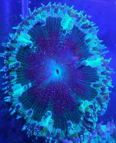 Ultra INDO Rock Flower Anemone 