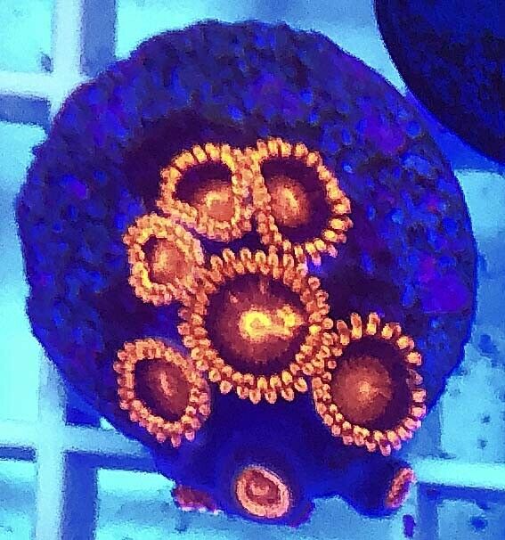 Live Bam Bam Zoanthid LPS Coral Frag (Saltwater)