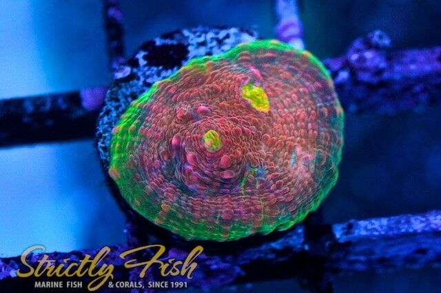 Strictly Fish SFM Pink Lady's Chalice Live Coral