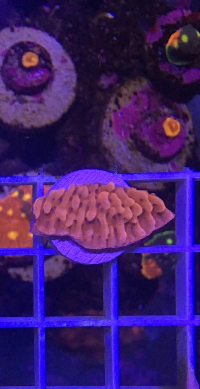 Coralust Reef Raft Nauti Spiral Monti WYSIWYG Acro frag acropora sps