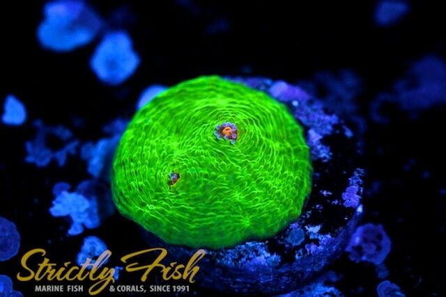 Strictly Fish TRUE Cornbred 3G Chalice Live Coral