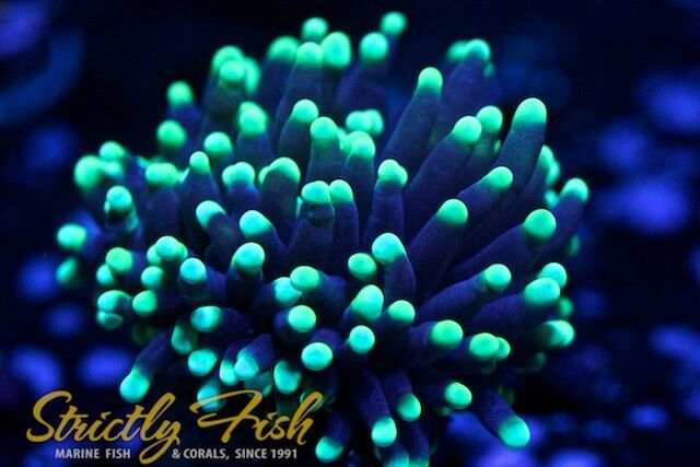 Strictly Fish Torch Coral Live Coral