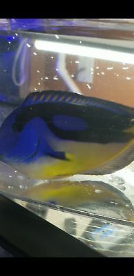 Yellow Belly Regal Tang Xl WYSIWYG