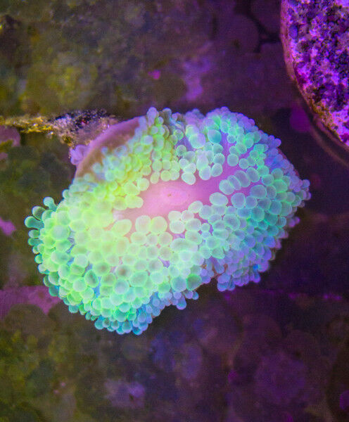Live Ultra Green Neon Ricordea Bubble Mushroom Coral Reef Saltwater Marine