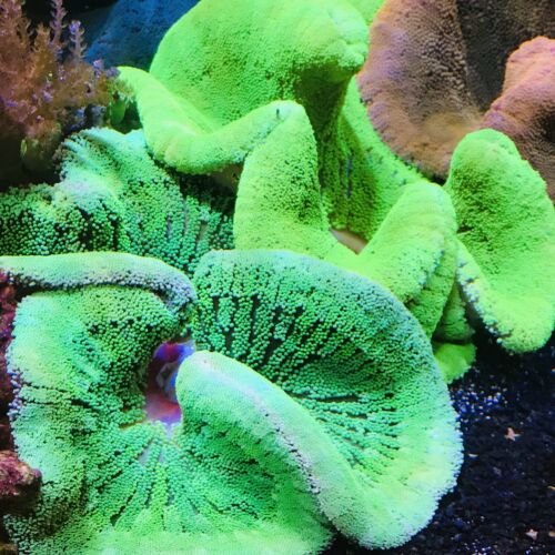 Metallic Green Carpet Anemone Haddoni 10-12”Live Sea Anemone WYSIWYG Live Coral
