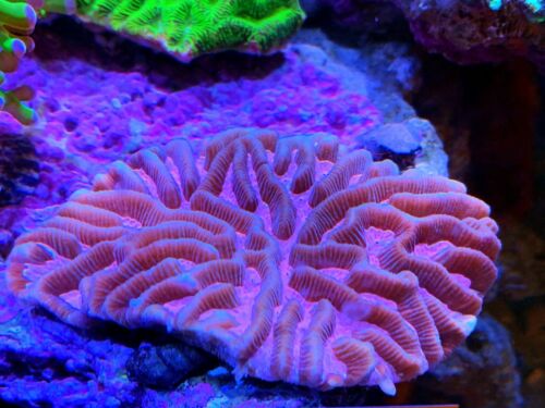 Coral Frag Pink Platygyra Brain Favia Acan Type LPS Rare Variant Small Aust