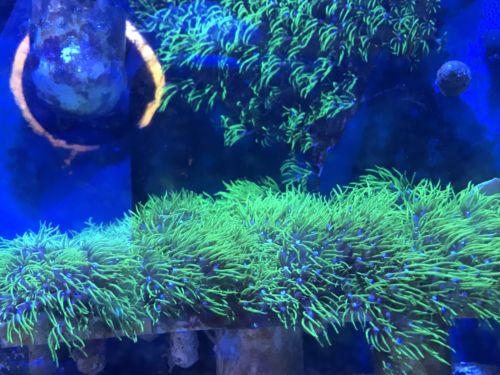 Live Green Star Polyp Soft Coral Frag Saltwater Reef.... LOCAL PICKUP