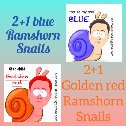 (Best Hamdling) 2+1 Blue & 2+1 Golden Red Ramshorn Snails+sample Food+sticker