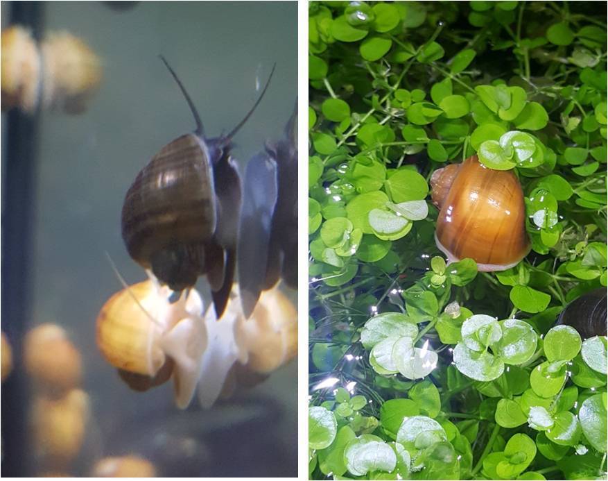 Live Mystery Snails - Striped Gold or Striped Olive/Natural