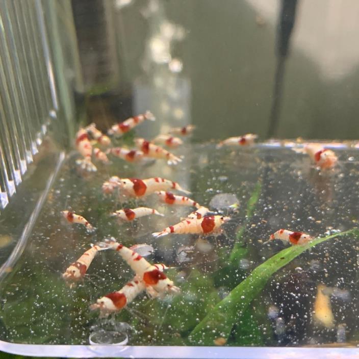 25+1 Pure Red Line Shrimp!!!! SS+ - SSS+ Grade shrimp Fish Aquarium Red White