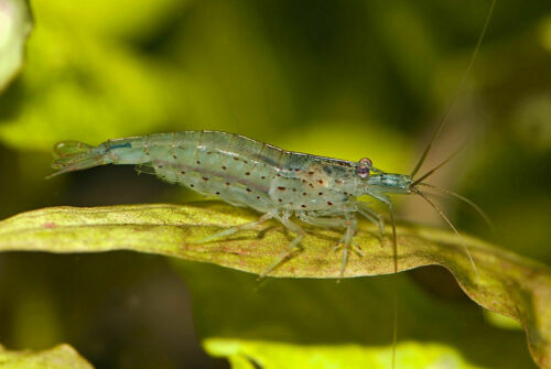 10 Amano Shrimp Live Freshwater Aquarium Fish