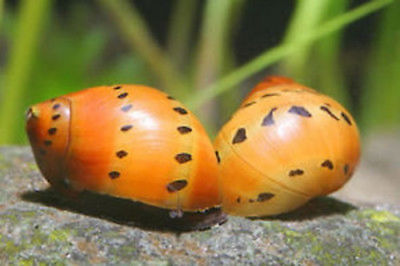 10 Tiger Nerite Snails Live Freshwater Aquarium Snail Algea Eater