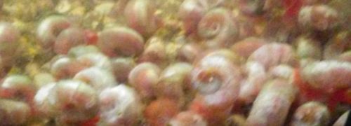 20 adult pink  Ramshorn Snails FREE SHIPPING!