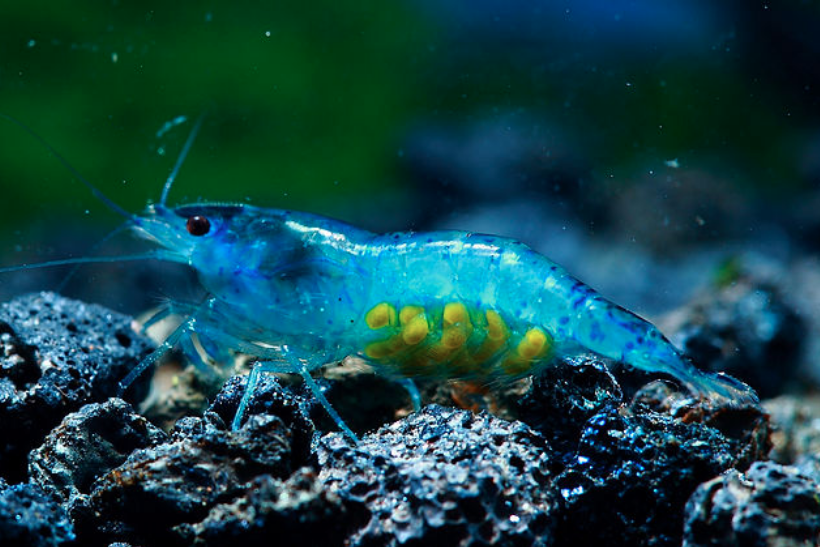 Freshwater Shrimp Breeding Pack (Blue Jelly) Neocaridina Davidi 50 total