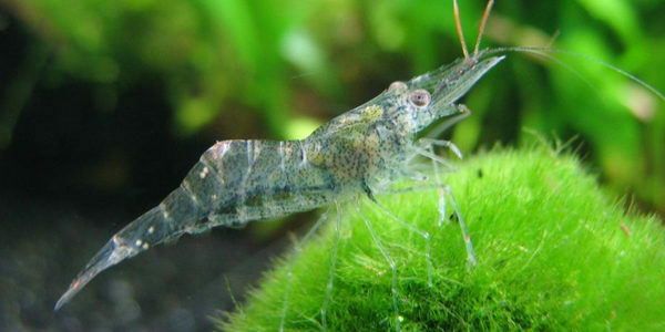 4+ | Freshwater Live Ghost Shrimp | FREE SHIPPING