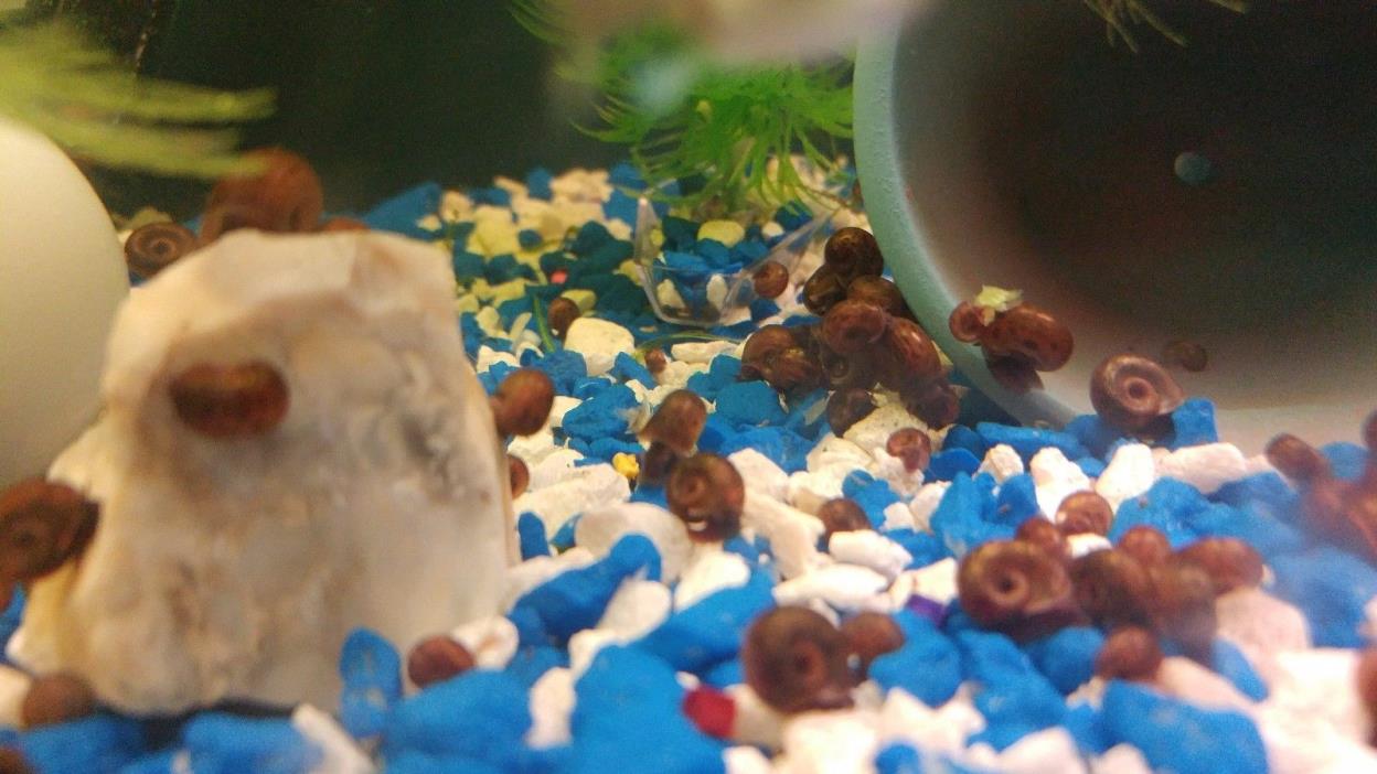 20+ Ramshorn snails / Tadpole snails LIVE FOOD or Cleaning Crew