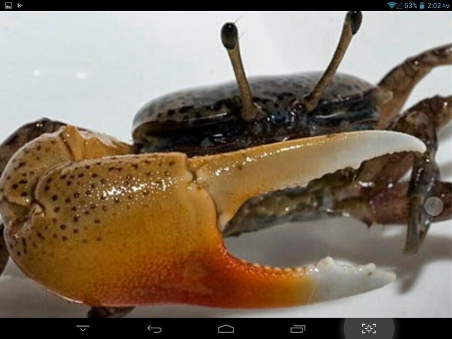 2 Live Fiddler CrabBrackish/Freshwater Aquarium  Terrarium