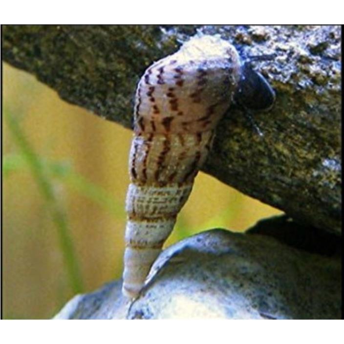 malaysion trumpet snails, algae eater