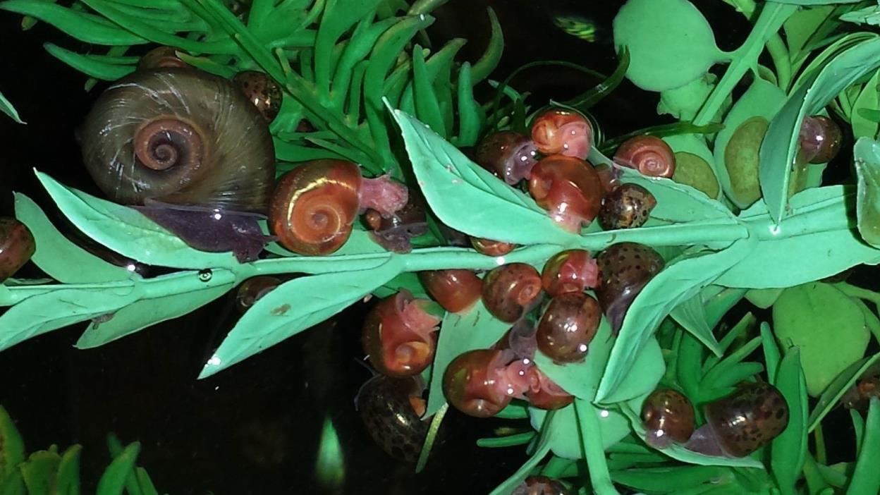 100 Ramshorn Snails FREE SHIPPING!