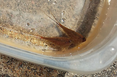 Desert Tadpole shrimp Triops  Newberryi