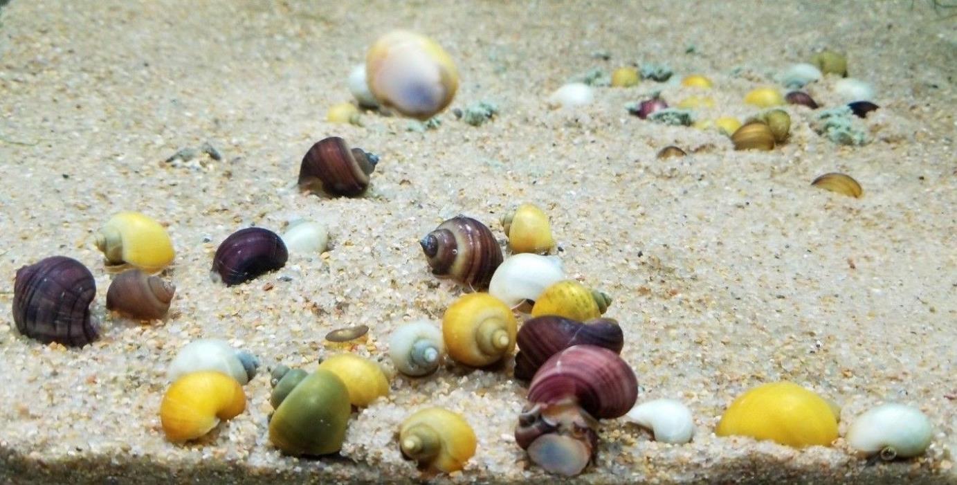 10 Assorted Mystery Snails Ivory, Gold, Chestnut, Black, Blue Nickel Size+