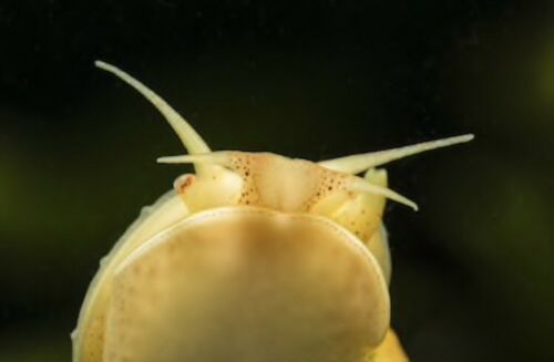 250+ Live Bladder Snails (Physa fontinalis) various sizes