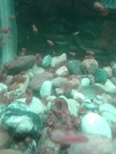 25+ Live, young ramshorn snails