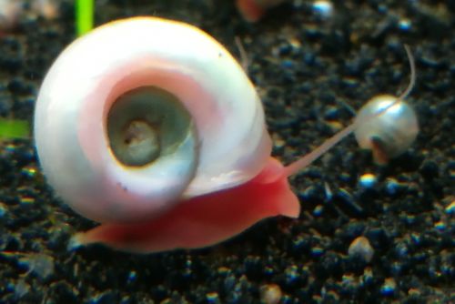 25 Pink Ramshorn Snails Pond Aquarium Algae Freshwater 1/8 inch to 1/4 inch