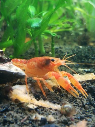 1 Pair = 1 Male & 1 Female Orange Dwarf Mexican Crayfish CPO crawdad shrimp live