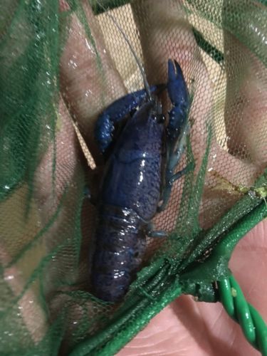 1 Male + 1 Female Electric Blue Crayfish . 2”-3” Long