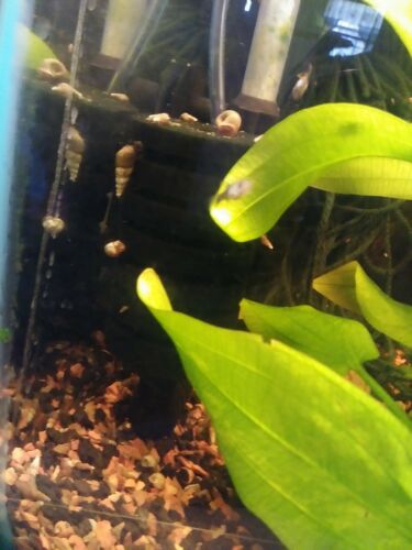 8+Trumpet Snails Ramshorn Snails Bladder Snails