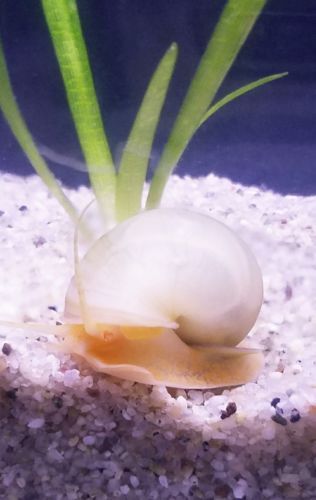 1 Ivory / White Mystery Snail - Plant Safe - Live Aquarium Snail & Food Sample