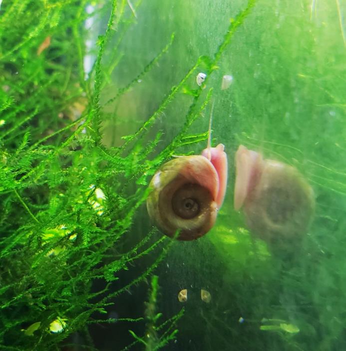 10 Live Ramshorn snails