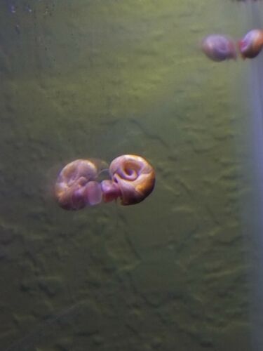 15 Ramshorn snails- algae clean up crew!Free shipping!